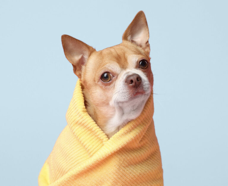 pet grooming fremont seattle